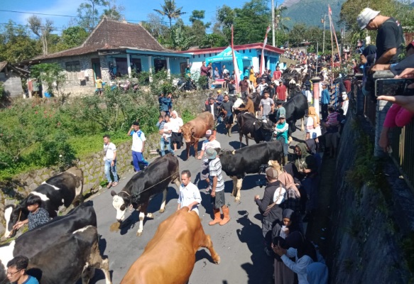 Tradisi Bakdo Sapi: Melihat Ratusan Sapi Berkalung Ketupat Diarak Keliling Kampung